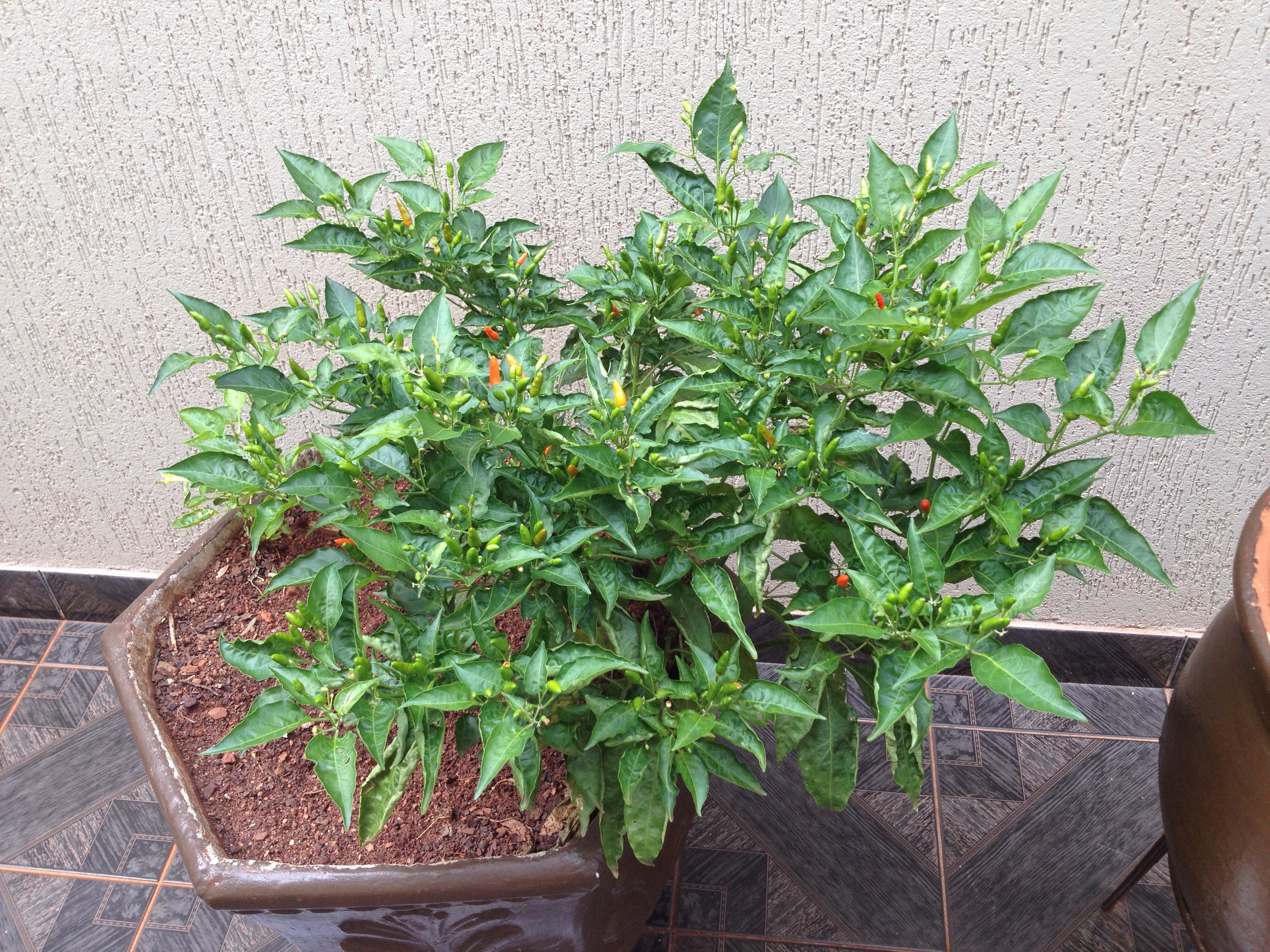 pepper plant